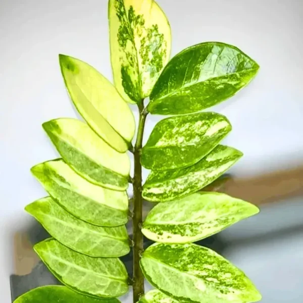Buy ZZ 'Variegated' , Zamioculcas Zamiifolia - Plant from Nursery Nisarga