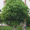 Buy Green Brassia ( Schefflera Actinophylla ) - plant from Nursery Nisarga