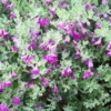Buy Texas Sage Dwarf ,Nikotia "Leucophyllum Frutescens" - plant from Nursery Nisarga