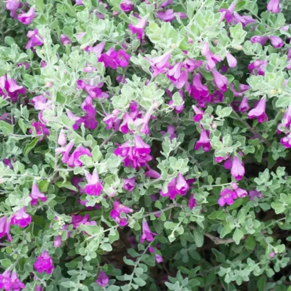 Buy Texas Sage Dwarf ,Nikotia "Leucophyllum Frutescens" - plant from Nursery Nisarga