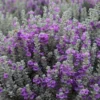 Buy Texas Sage Dwarf ,Nikotia "Leucophyllum Frutescens" - plant from Nursery Nisarga