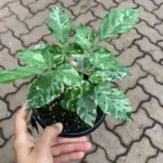 Buy China Doll Variegated "Radermachera sinica" - Plant from nursery nisarga