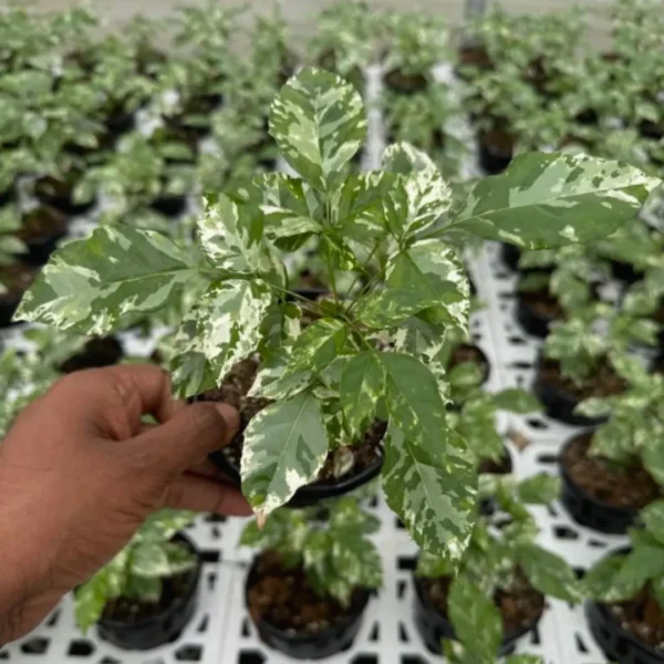Buy China Doll Variegated "Radermachera sinica" - Plant from nursery nisarga