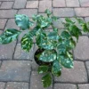 Buy China Doll Variegated "Radermachera sinica" - Plant from nursery nisarga