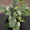Buy China Doll Variegated "Radermachera sinica" - Plant from nursery nisarga