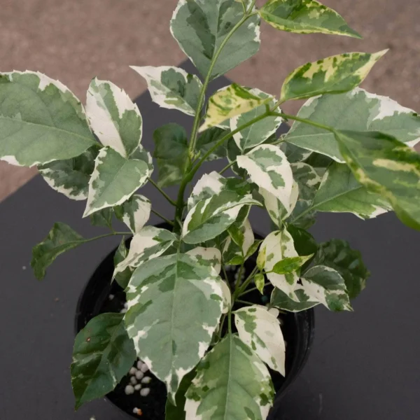 Buy China Doll Variegated "Radermachera sinica" - Plant from nursery nisarga