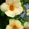 Buy Allamanda Biscuit Color "Allamanda cathartica"- Plant from Nursery Nisarga