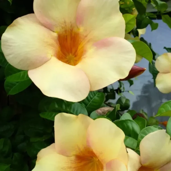 Buy Allamanda Biscuit Color "Allamanda cathartica"- Plant from Nursery Nisarga