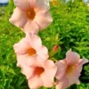 Buy Allamanda Biscuit Color "Allamanda cathartica"- Plant from Nursery Nisarga
