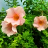 Buy Allamanda Biscuit Color "Allamanda cathartica"- Plant from Nursery Nisarga