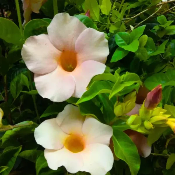 Buy Allamanda Biscuit Color "Allamanda cathartica"- Plant from Nursery Nisarga