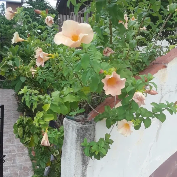Buy Allamanda Biscuit Color "Allamanda cathartica"- Plant from Nursery Nisarga