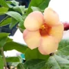 Buy Allamanda Biscuit Color "Allamanda cathartica"- Plant from Nursery Nisarga