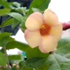 Buy Allamanda Biscuit Color "Allamanda cathartica"- Plant from Nursery Nisarga