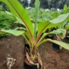 Buy Musa paradisiaca "Musa Banana"- Plant from Nursery Nisarga