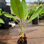 Buy Musa paradisiaca "Musa Banana"- Plant from Nursery Nisarga