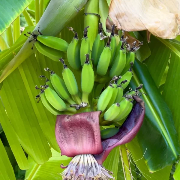 Buy Musa paradisiaca "Musa Banana"- Plant from Nursery Nisarga