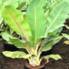Buy Musa paradisiaca "Musa Banana"- Plant from Nursery Nisarga