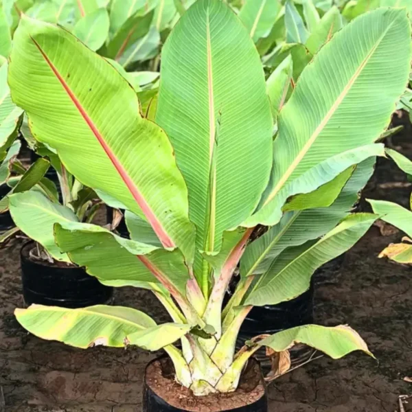 Buy Musa paradisiaca "Musa Banana"- Plant from Nursery Nisarga