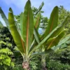 Buy Musa palm Banana “Musa paradisiaca”- Plant from Nursery Nisarga