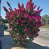 Buy Torch Glow Bougainvillea - plant from Nursery Nisarga