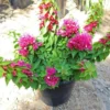 Buy Torch Glow Bougainvillea - plant from Nursery Nisarga