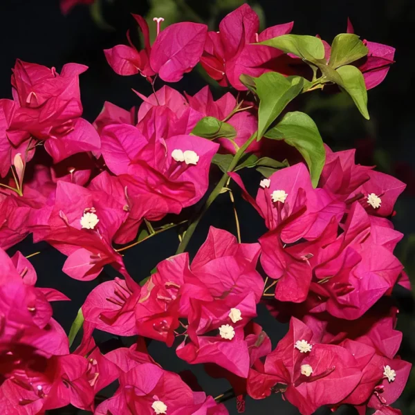 Buy Torch Glow Bougainvillea - plant from Nursery Nisarga
