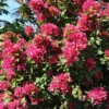 Buy Torch Glow Bougainvillea - plant from Nursery Nisarga