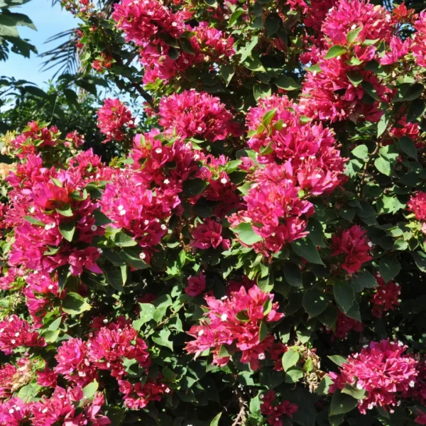 Buy Torch Glow Bougainvillea - plant from Nursery Nisarga