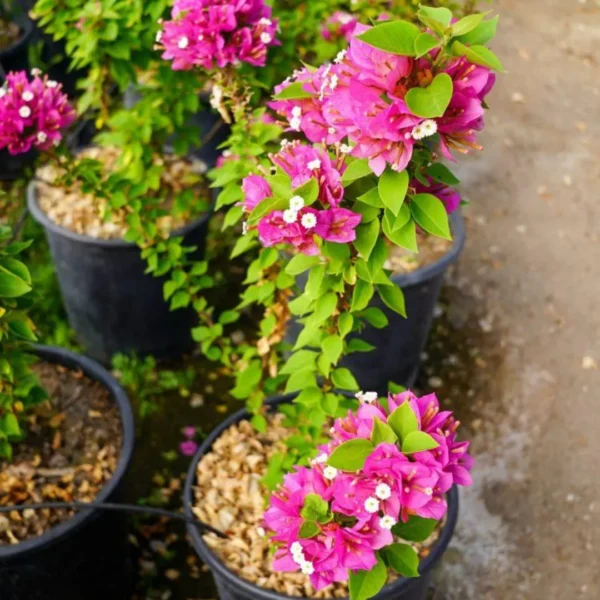 Buy Torch Glow Bougainvillea - plant from Nursery Nisarga