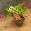 Buy Multi Grafted Bougainvillea - Plant from Nursery Nisarga