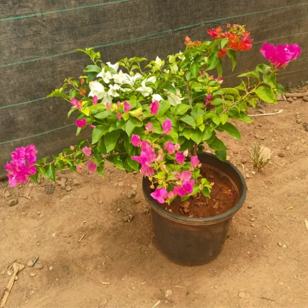 Buy Multi Grafted Bougainvillea - Plant from Nursery Nisarga