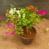 Buy Multi Grafted Bougainvillea - Plant from Nursery Nisarga