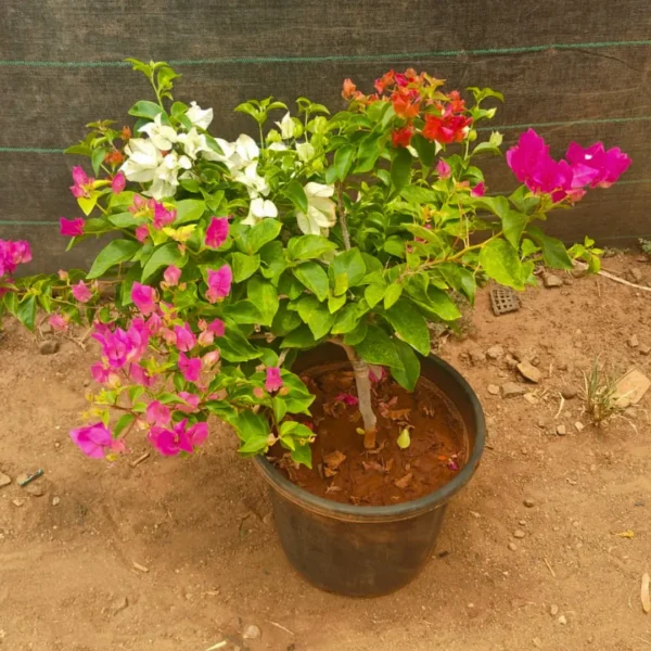 Buy Multi Grafted Bougainvillea - Plant from Nursery Nisarga