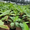 Buy Musa paradisiaca "Musa Banana"- Plant from Nursery Nisarga