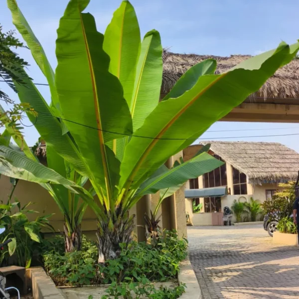 Buy Musa palm Banana “Musa paradisiaca”- Plant from Nursery Nisarga