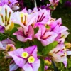 Buy Bougainvillea Round Shape "Lavender" - Plant from Nursery Nisarga