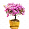 Buy Bougainvillea Round Shape "Lavender" - Plant from Nursery Nisarga