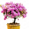 Buy Bougainvillea Round Shape "Lavender" - Plant from Nursery Nisarga