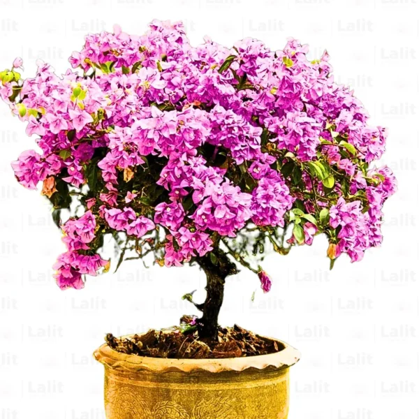 Buy Bougainvillea Round Shape "Lavender" - Plant from Nursery Nisarga