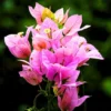 Buy Bougainvillea Round Shape "Lavender" - Plant from Nursery Nisarga