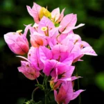 Buy Bougainvillea Round Shape "Lavender" - Plant from Nursery Nisarga