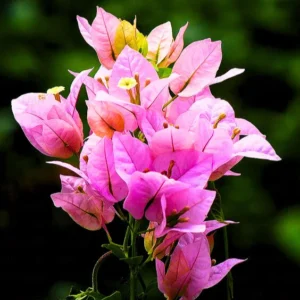 Buy Bougainvillea Round Shape "Lavender" - Plant from Nursery Nisarga