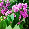 Buy Bougainvillea Round Shape "Lavender" - Plant from Nursery Nisarga