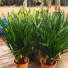 Buy Dracaena Draco "3 Shoot" - Plant from Nursery Nisarga