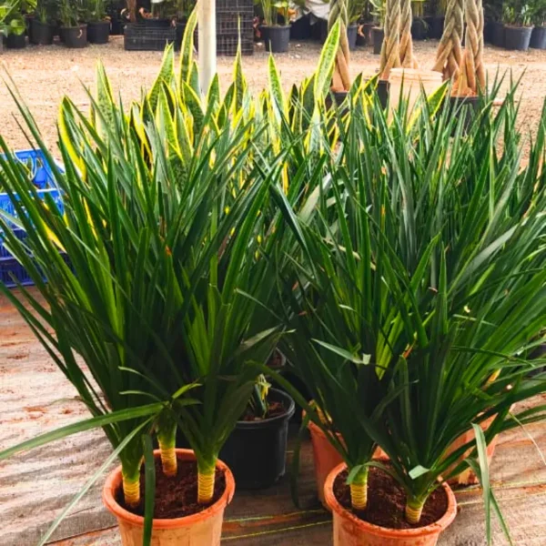 Buy Dracaena Draco "3 Shoot" - Plant from Nursery Nisarga