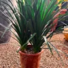 Buy Dracaena Draco "3 Shoot" - Plant from Nursery Nisarga