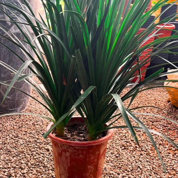 Buy Dracaena Draco "3 Shoot" - Plant from Nursery Nisarga