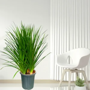 Buy Dracaena Draco "3 Shoot" - Plant from Nursery Nisarga
