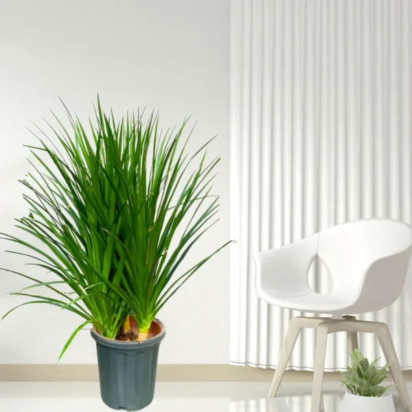 Buy Dracaena Draco "3 Shoot" - Plant from Nursery Nisarga